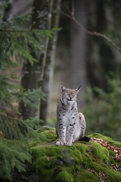 European lynx (Lynx lynx) adult animal sitting on a moss covered rock, Bavaria, Germany