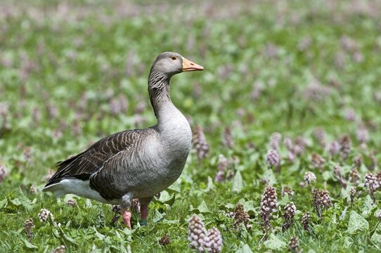 Greylag Goose (Anser anser)