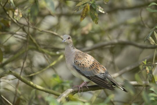 European turtle dove (Streptopelia turtur) adult bird on a tree branch, England, United Kingdom