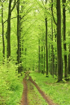 Hiking trail through near-natural beech forest in spring, fresh green, large old beeches, Steigerwald, Lower Franconia, Bavaria, Germany