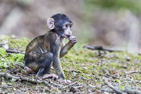 Barbary Macaque (Macaca sylvanus), infant, captive