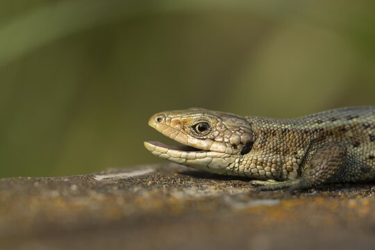Common lizard (Zootoca vivipara) adult reptile yawning with its mouth open on a wooden sleeper in summer, England, United Kingdom