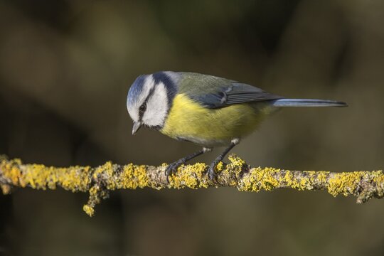 Blue tit (Cyanistes caeruleus) looking downwards sitting on a branch, Baden-W&uuml;rttemberg, Germany