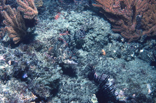 Camouflaged painted greenling on rock reef.