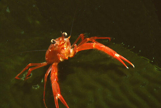 Red pelagic crab sits on kelp blade.