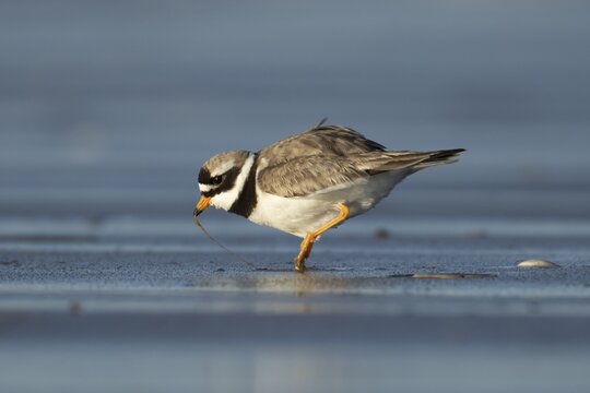 Ringed plover (Charadrius hiaticula) adult wading bird pulling a worm from a beach, Norfolk, England, United Kingdom
