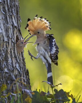 Hoopoe (Upupa epops) Bird of the Year 2022, male with food, prey, foraging, food for the young birds, erected bonnet, sunrise, interaction, breeding cave, nest, young bird begging for food, flying, on approach, wings, climate change, Middle Elbe Biosphere Reserve, Saxony-Anhalt, Germany