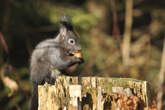 Squirrel (Sciurus) eating hazelnut (Corylus avellana) on a tree stump in the forest, Allg&auml;u, Bavaria, Germany, Allg&auml;u, Bavaria, Germany