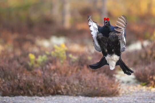 Black grouse (Lyrurus tetrix), black grouse courtship in Sweden, F&aring;gelsj&ouml;, G&auml;vleborgs l&auml;n, Sweden