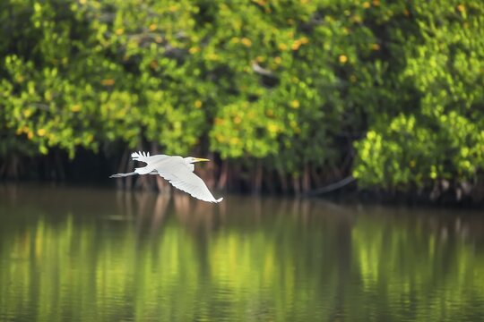 Great white egret (Ardea alba) in flight, Sanibel Island, J.N. Ding Darling National Wildlife Refuge, Florida, USA