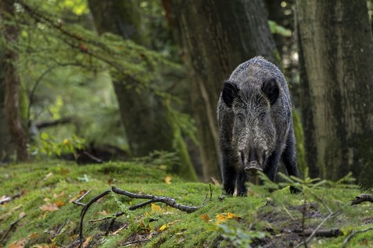 Instead of fleeing, the wild boar (Sus scrofa) approaches with its head lowered, mast year, acorns, beechnuts, October, Denmark