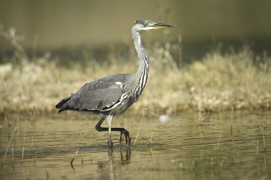 Grey heron (Ardea cinerea) strides cautiously through the water, Allg&auml;u, Bavaria, Germany, Allg&auml;u, Bavaria, Germany
