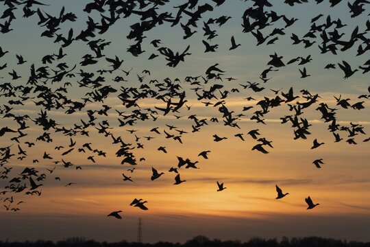 Eurasian wigeon duck (Mareca penelope) adult ducks birds taking off in flight in a large flock silhouette at sunset, RSPB Frampton marsh nature reserve, Lincolnshire, England, United Kingdom