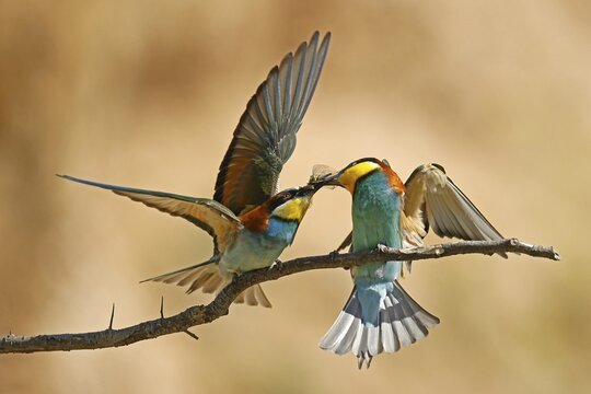 Bee-eater (Merops apiaster) sitting on a branch, wildlife, Rhineland-Palatinate, Germany