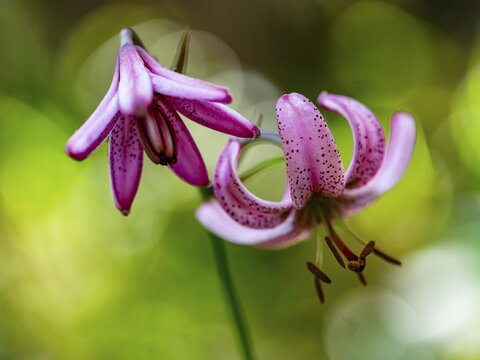 Turk's cap lily (Lilium martagon), Jenner, Berchtesgaden National Park, Sch&ouml;nau am K&ouml;nigssee, Berchtesgadener Land, Upper Bavaria, Bavaria, Germany