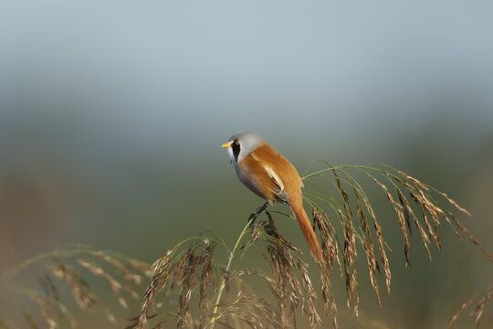Bearded tit or reedling (Panurus biarmicus) adult male bird on a reed seedhead in a reedbed, England, United Kingdom