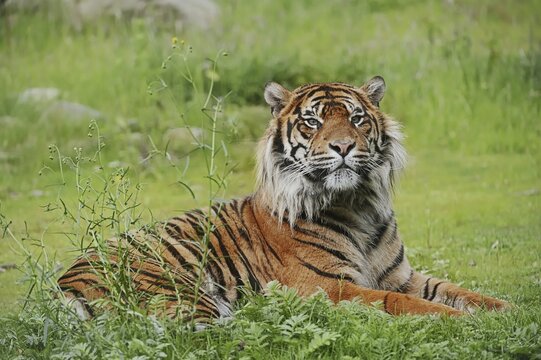 Sumatran tiger (Panthera tigris sumatrae), male, captive, occurring on Sumatra, Indonesia