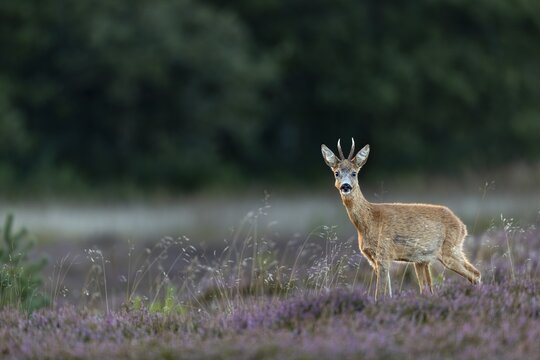 The open heathland does not offer much cover and often it is only a small careless movement that draws the attention of the roebuck (Capreolus capreolus) to me, heathland, September, Denmark