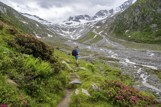 Mountaineers on a hiking trail between blooming alpine roses, view of the Schlegeisgrund valley, glaciated mountain peaks Hoher Weiszint and Dosso Largo with Schlegeiskees glacier, Berliner H&ouml;henweg, Zillertal, Tyrol, Austria