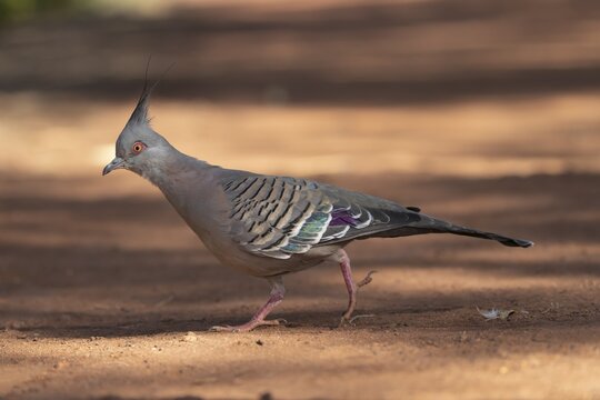 Crested pigeon (Ocyphaps lophotes) adult bird walking on a path, Northern Territory&rsquo;s, Australia