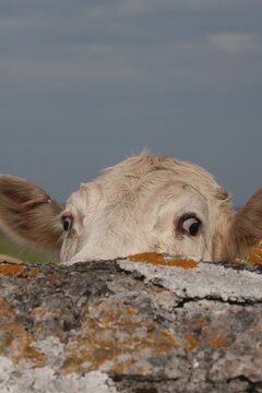 Cow (Bos taurus) adult animal looking over a stone wall, Pembrokeshire, Wales, United Kingdom