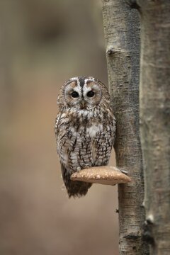 Tawny owl (Strix aluco) adult bird resting on a Bracket fungi on a Silver birch tree in a woodland in autumn, England, United Kingdom