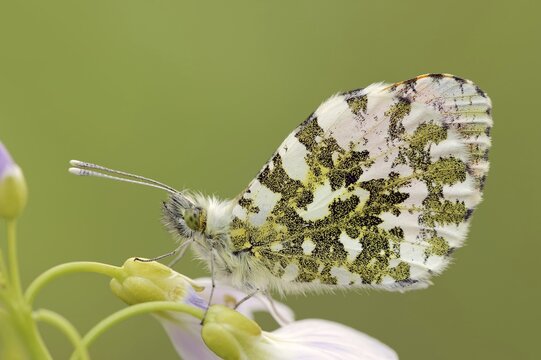 Orange tip (Anthocharis cardamines) on cuckoo flower (Cardamine pratensis), North Rhine-Westphalia, Germany