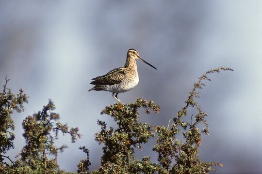 Common Snipe (Gallinago), Bird of the Year 2013, perched on a lookout, juniper, Oeland, Sweden, Europe
