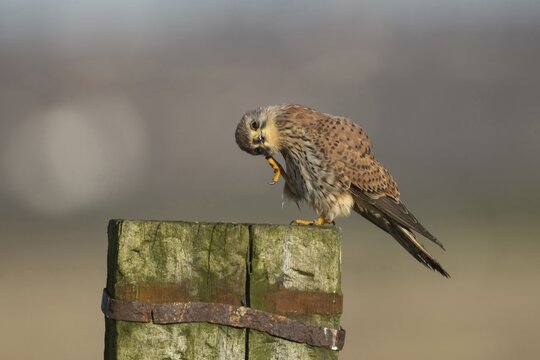 Common kestrel (Falco tinnunculus) adult falcon bird of prey on a fence post, England, United Kingdom