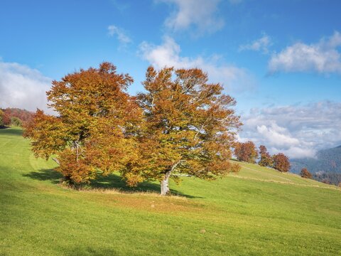 View of typical Black Forest landscape on Schauinsland, green meadow with old grazing beech trees in full autumn colors under blue sky, Black Forest, Baden-W&uuml;rttemberg, Germany