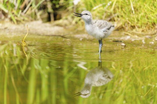 A young bird stands in the water, apparently singing, Avocet, (Recurvirostra avosetta), France