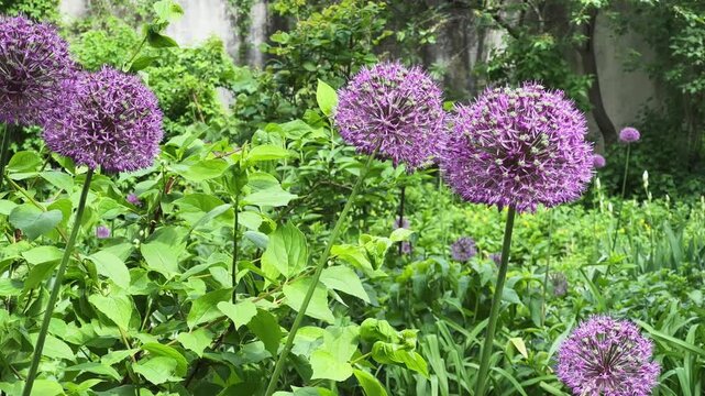 Blooming ornamental onion with purple spherical inflorescences in overcast morning