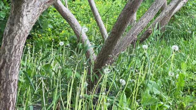Trunks and branches of young sumac trees in overcast day