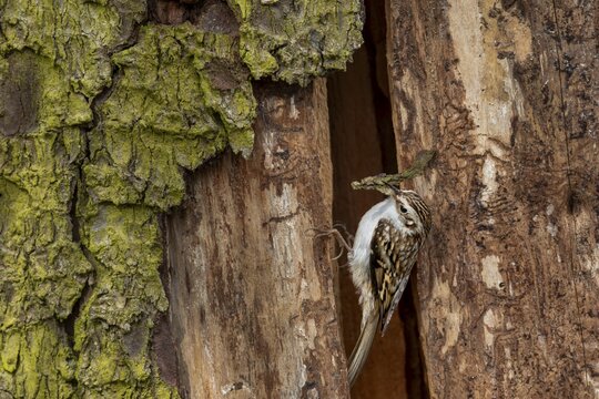 The woodcreeper pair (Certhia familiaris) tirelessly collects nesting material for nest building, breeding site, Denmark