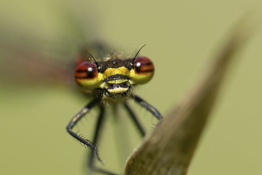 Large red damselfly (Pyrrhosoma nymphula) adult insect resting on a plant leaf in summer, England, United Kingdom