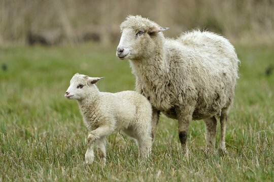 Forest sheep, lamb with mother on a pasture, Germany