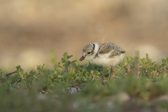 Ringed plover (Charadrius hiaticula) juvenile baby chick wading bird searching for food on a shingle beach in summer, Suffolk, England, United Kingdom