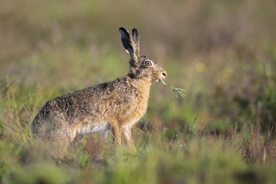 European hare (Lepus europaeus), Fa&szlig;berg, Lower Saxony, Germany