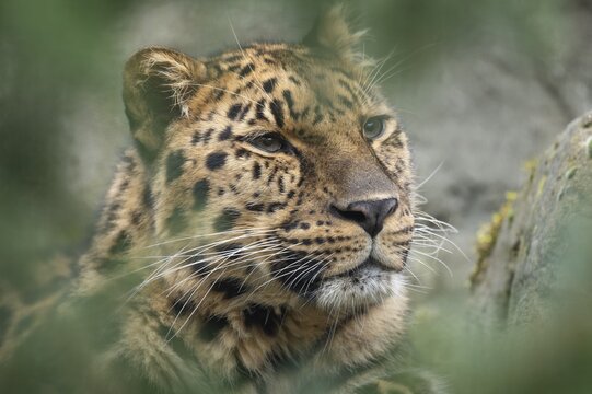 Amur leopard (Panthera pardus orientalis), portrait, occurring in the Amur-Ussuri region, captive