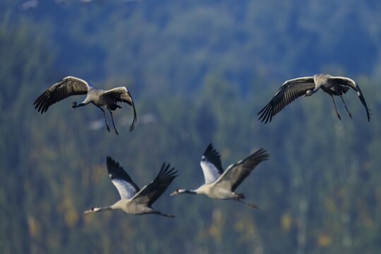 Four birds fly dynamically in the sky over a wooded landscape, Crane (Grus grus) wildlife, Western Pomerania Lagoon Area National Park, Zingst, Mecklenburg-Western Pomerania, Germany