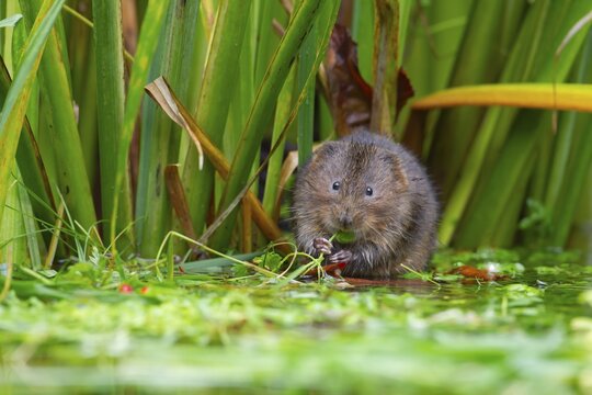 Water vole (Arvicola amphibius) adult rodent animal feeding on plant stems at the edge of a pond, England, United Kingdom