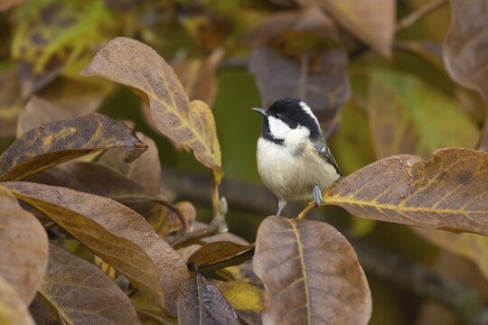 Coal tit (Periparus ater) adult bird amongst autumn leaves of a garden Magnolia tree, Suffolk, England, United Kingdom
