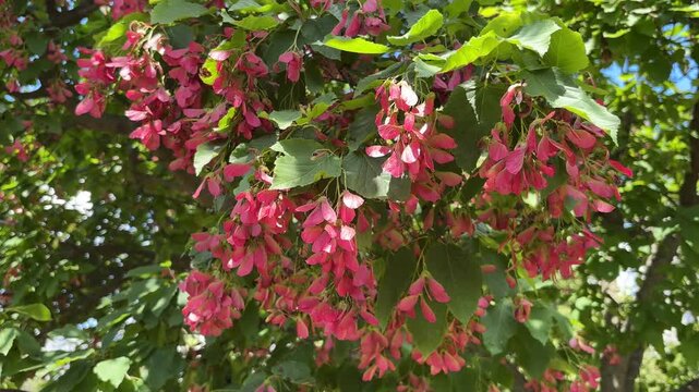 Closeup of a Tatar Maple Acer Tataricum with Pink Seed Pods and Green Leaves