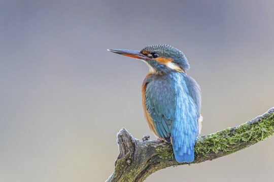 Kingfisher (Alcedo atthis) female, territory, on perch, lurking, foraging, hunting prey, fishing, frost and ice, hoarfrost, winter mood, Middle Elbe Biosphere Reserve, Saxony-Anhalt, Germany