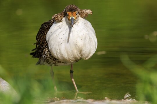 Bird with white plumage at the water, blurred green in the background, Ruff (Calidris pugnax, Syn.: Philomachus pugnax), France