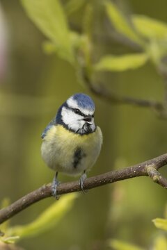 Blue tit (Cyanistes Caeruleus) adult bird singing on a Magnolia tree branch, England, United Kingdom