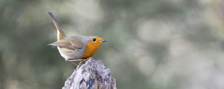Robin (Erithacus rubecula), Tyrol, Austria