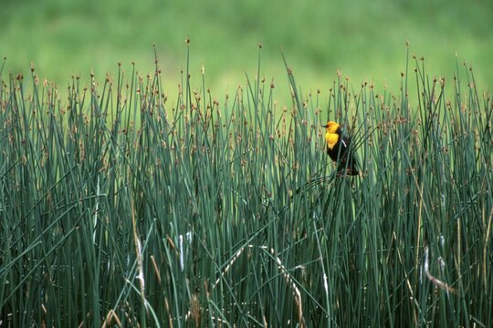 Yellow-headed Blackbird (Xanthocephalus xanthocephalus), Yellowstone National Park, Wyoming, USA, North America