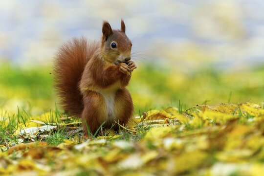 Squirrel sitting in leaves and eating, soft colors in the background, squirrel (Sciurus vulgaris), wildlife, Germany