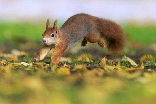 Jumping quickly over autumn leaves, energetic squirrel against a soft background, squirrel (Sciurus vulgaris), wildlife, Germany